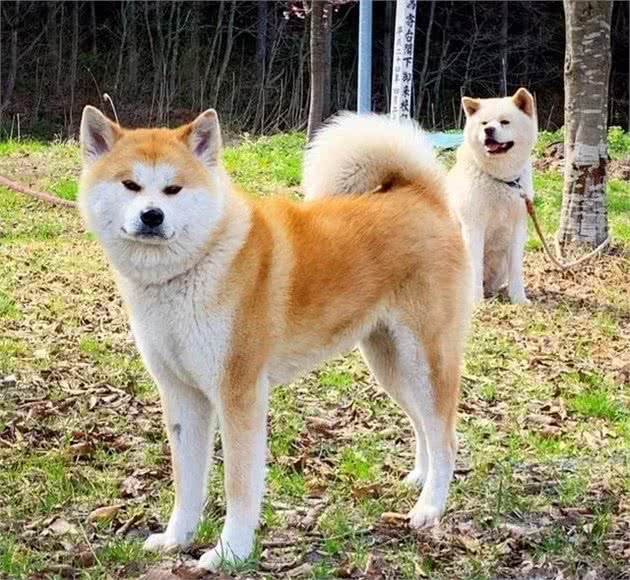 世界犬种知多少-日本篇