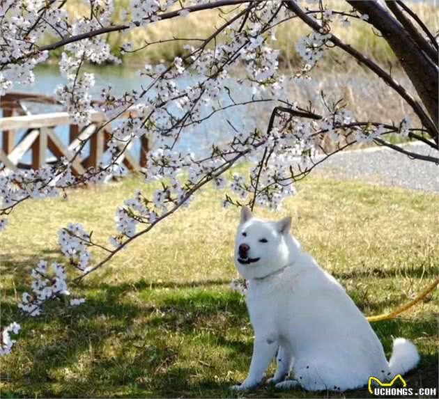 世界犬种知多少-日本篇