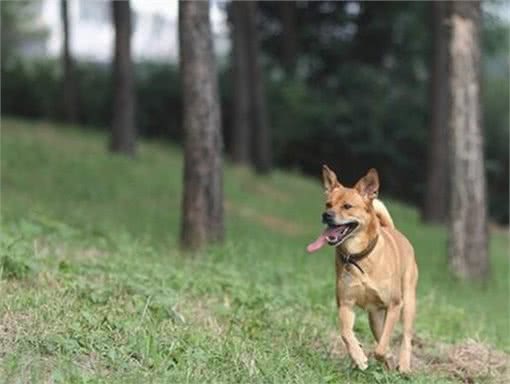 狗狗也分等级？贵的纯种犬和便宜的混种犬，但一定得比谁更好吗？