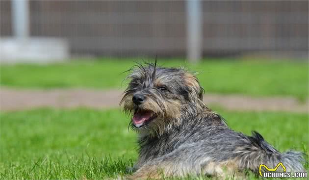 狗狗也分等级？贵的纯种犬和便宜的混种犬，但一定得比谁更好吗？