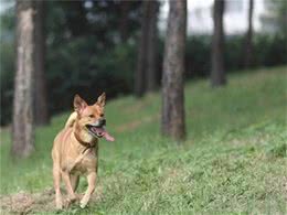 狗狗也分等级？贵的纯种犬和便宜的混种犬，但一定得比谁更好吗？