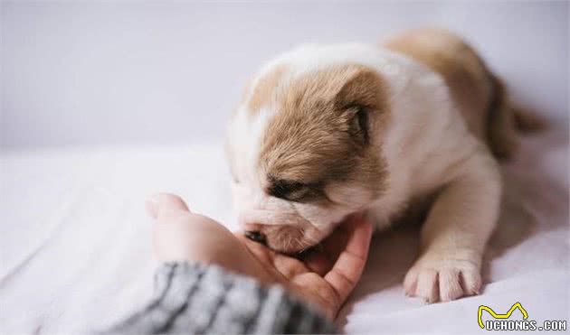 不要频繁让犬繁殖了，它们不应该沦为赚钱的机器