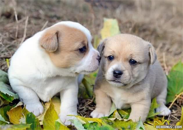 不要频繁让犬繁殖了，它们不应该沦为赚钱的机器