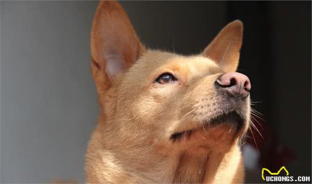 中华田园犬（土狗）的七大优点