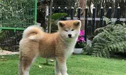 秋田犬适合家养么？