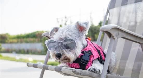 雪纳瑞是小型犬吗雪纳瑞有多大