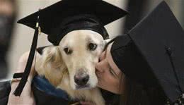 金毛犬陪同坐轮椅的主人完成硕士学业获校方颁布名誉学位