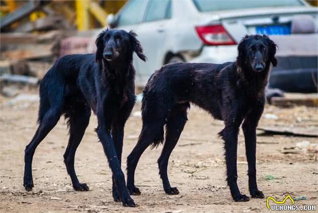 结合历史知识趣谈我国细犬起源，西亚土豪至今还用它们实战抓羚羊