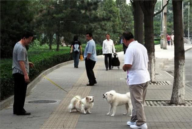 对不文明养犬行为说不！湖州启动新一轮犬类规范管理工作