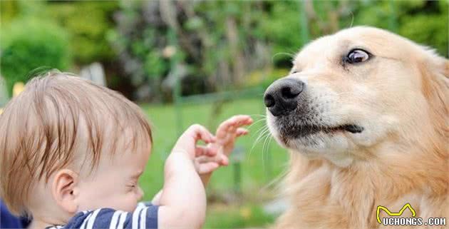 让家中狗狗不再胆怯，训犬师教你面对着五种场景，帮它获得安全感