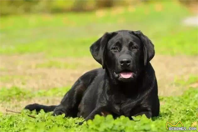 犬种介绍〈拉布拉多〉