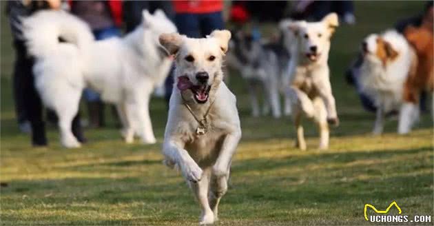 爱犬需提高免疫力，光靠食补可不够，三种方式结合效果更好！