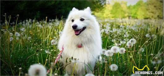 老年犬的幸福饮食指南