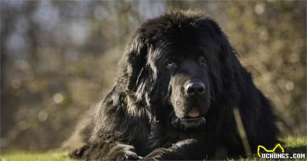 超大型犬当中的憨厚犬种，来自纽芬兰的纽芬兰犬，它们是怎样的狗