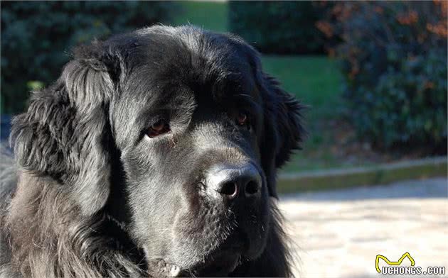 超大型犬当中的憨厚犬种，来自纽芬兰的纽芬兰犬，它们是怎样的狗