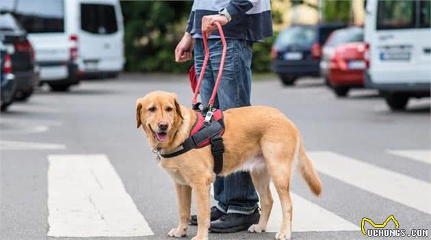 最常用与最多见的4种工作犬，你知道是哪几种吗？