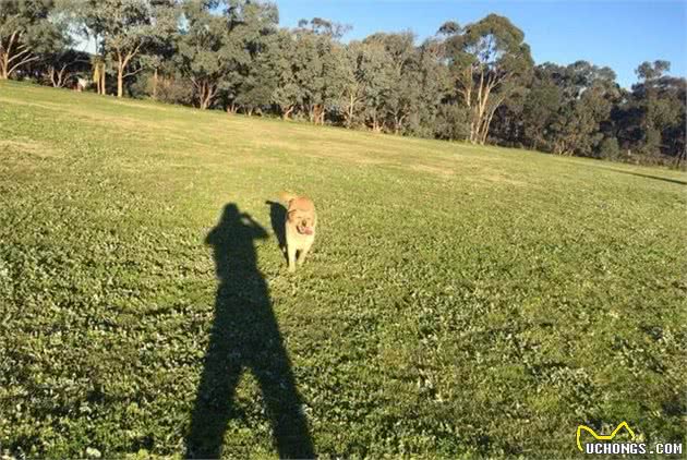 我在澳洲养拉布拉多犬的经历，狗狗还追袋鼠玩