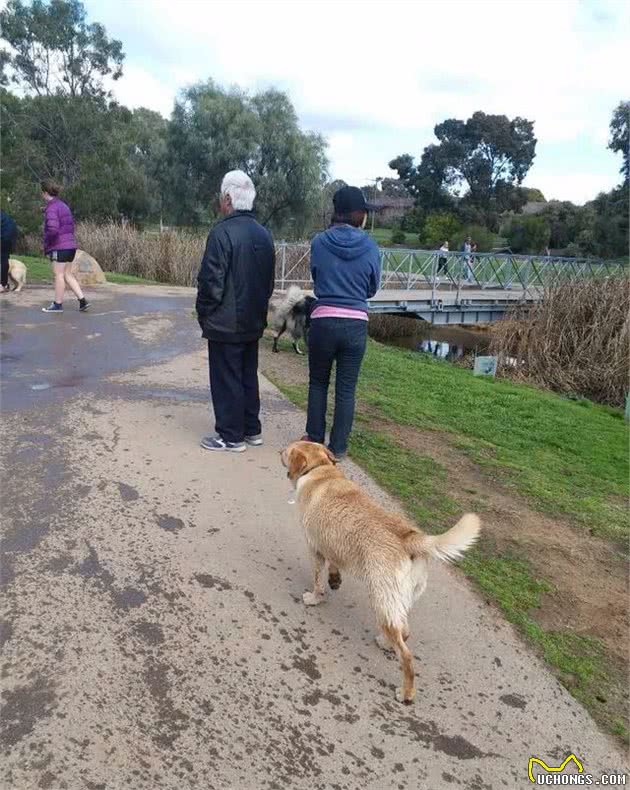 我在澳洲养拉布拉多犬的经历，狗狗还追袋鼠玩