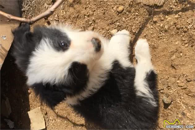 边境牧羊犬少见并不是被禁养，原是铲屎官缺少时间与它斗智斗勇！