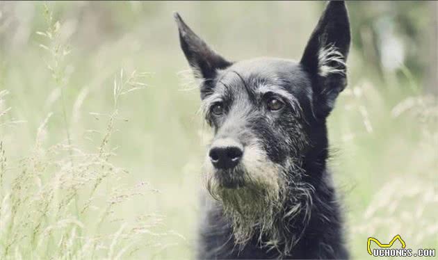 老年犬常见的8种健康问题，想狗狗活得久，主人就要小心这些疾病