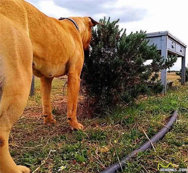 美国比特犬简介