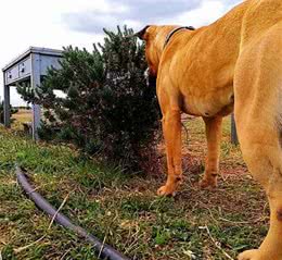 美国比特犬简介