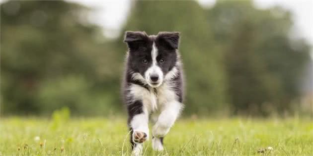 边境牧羊犬的驯养方法，喜欢的朋友了解了吗