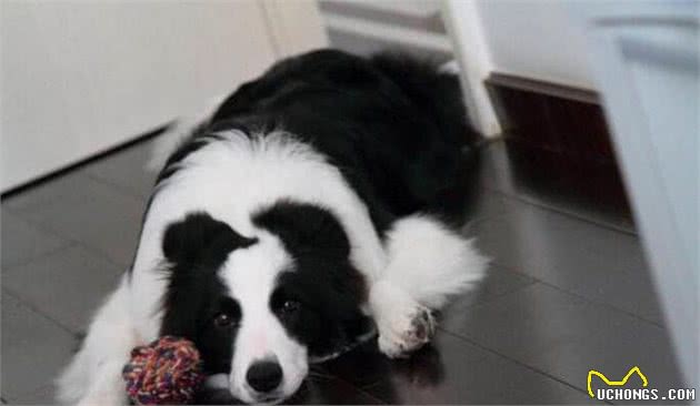 为什么狗狗不吃犬粮？还并不是你过量听任导致的