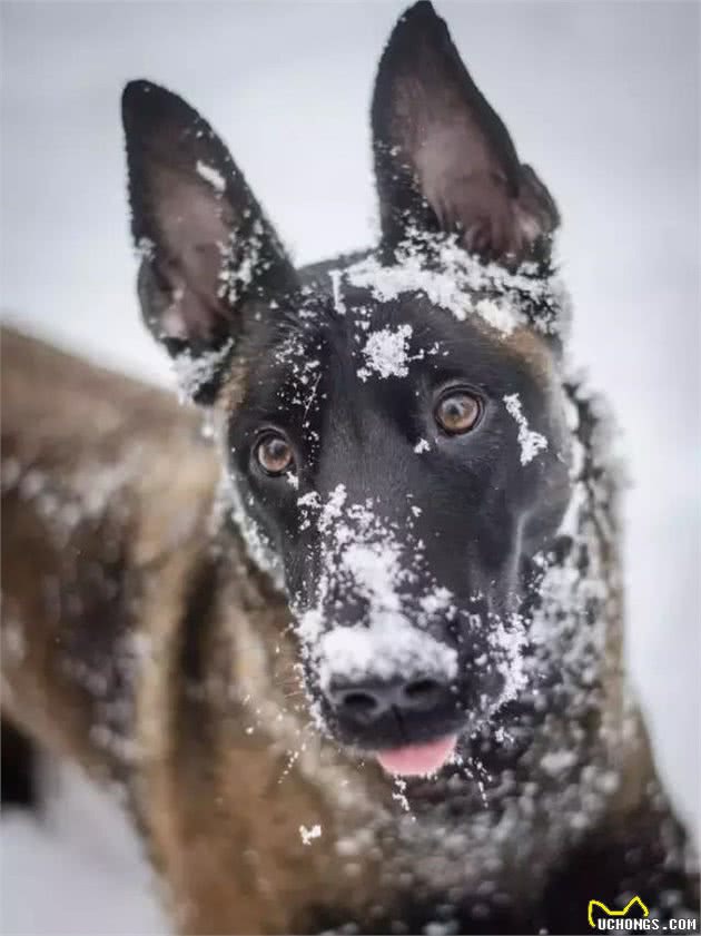 选警犬居然不是选凶猛的？中国的这七种警犬，能力让人大开眼界！