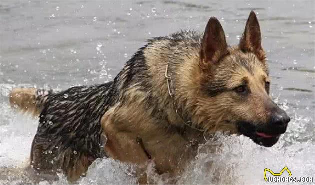 选警犬居然不是选凶猛的？中国的这七种警犬，能力让人大开眼界！