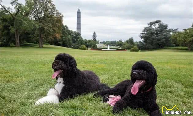 奥巴马在位时养的狗狗，号称白宫第一犬，葡萄牙水犬到底什么来头