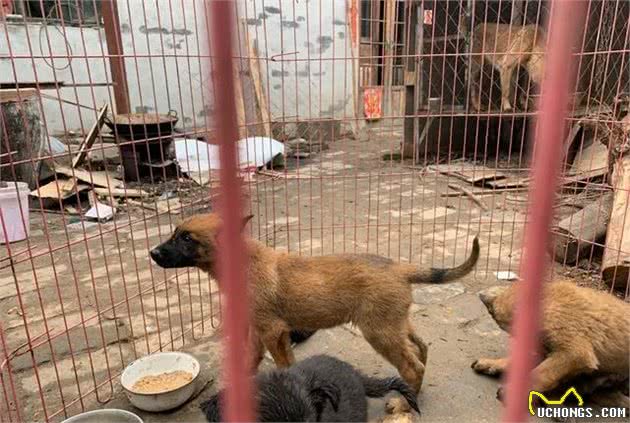 网购马犬的饲养及注意事项