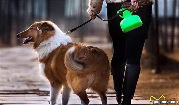 标准犬舍的日常卫生维护和犬舍狗的饲养管理须知