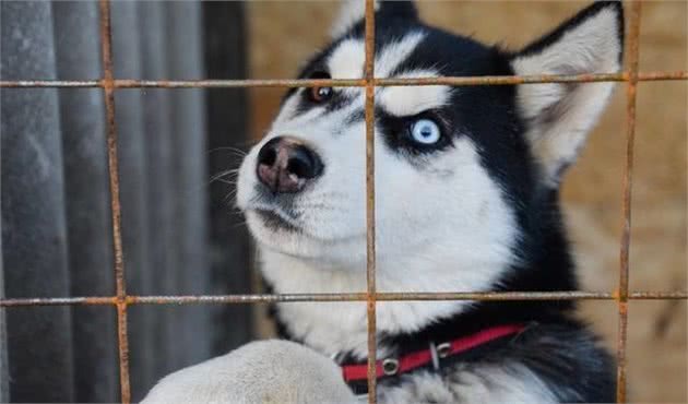 哈士奇犬好养吗？哈士奇狗智商，哈士奇犬性格大揭秘！看完你就懂了！