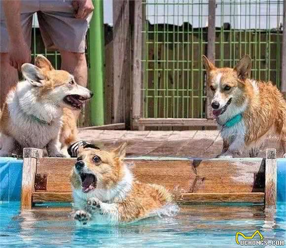 走出误区：饲养柯基犬，大部分宠主可能都做错了