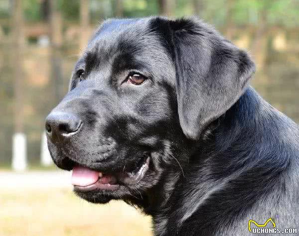 最受欢迎的大型犬，你认识几个？