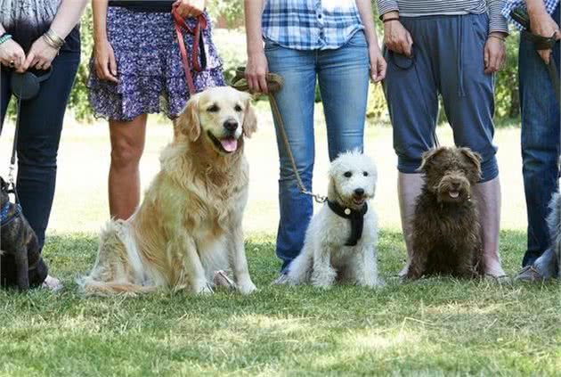 有这5个原则的主人，不费钱费力训犬，也能让狗狗渐渐变乖