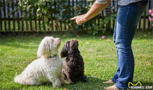 有这5个原则的主人，不费钱费力训犬，也能让狗狗渐渐变乖