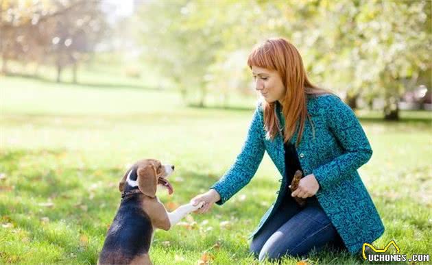 犬饲养要注意哪些误区