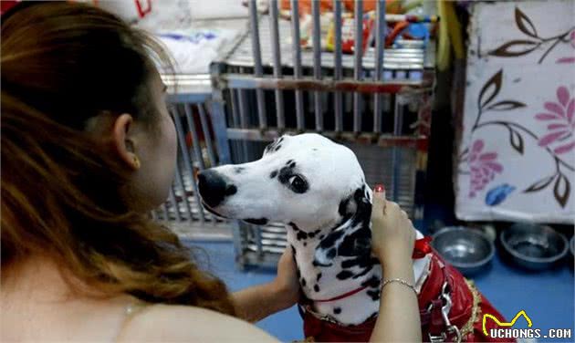 犬饲养要注意哪些误区