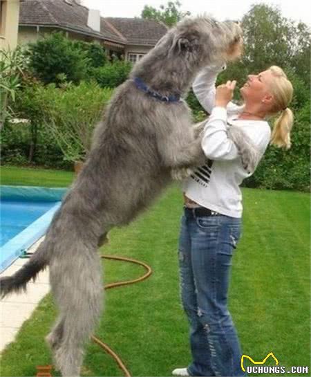 听说过爱尔兰猎狼犬吗？这类狗狗的体型可能会超乎你的想象