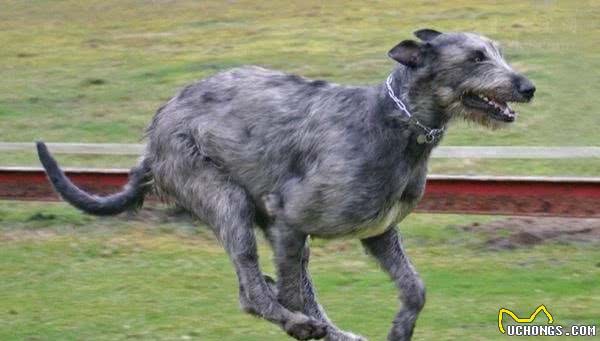 听说过爱尔兰猎狼犬吗？这类狗狗的体型可能会超乎你的想象