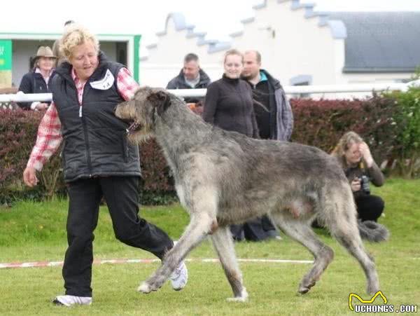 听说过爱尔兰猎狼犬吗？这类狗狗的体型可能会超乎你的想象