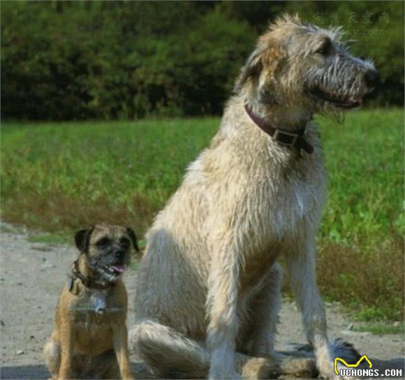 听说过爱尔兰猎狼犬吗？这类狗狗的体型可能会超乎你的想象