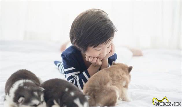 幼犬的营养需求与成犬有何不同？幼犬什么时候能够开始吃固体食物