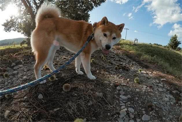 汪星人那些事，纠正犬护食的小妙招