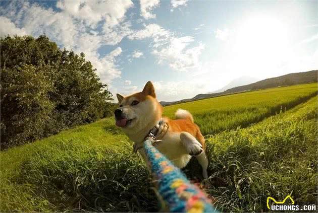 汪星人那些事，纠正犬护食的小妙招