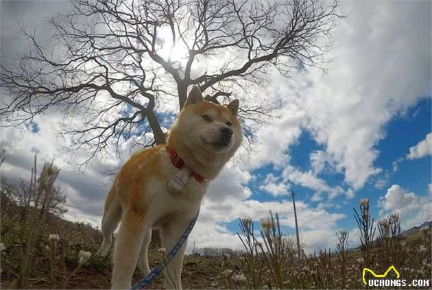 汪星人那些事，纠正犬护食的小妙招