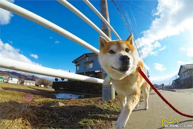 汪星人那些事，纠正犬护食的小妙招