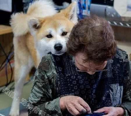 秋田犬和柴犬傻傻分不清？其实只要看“这地方”就能够秒分辨它们